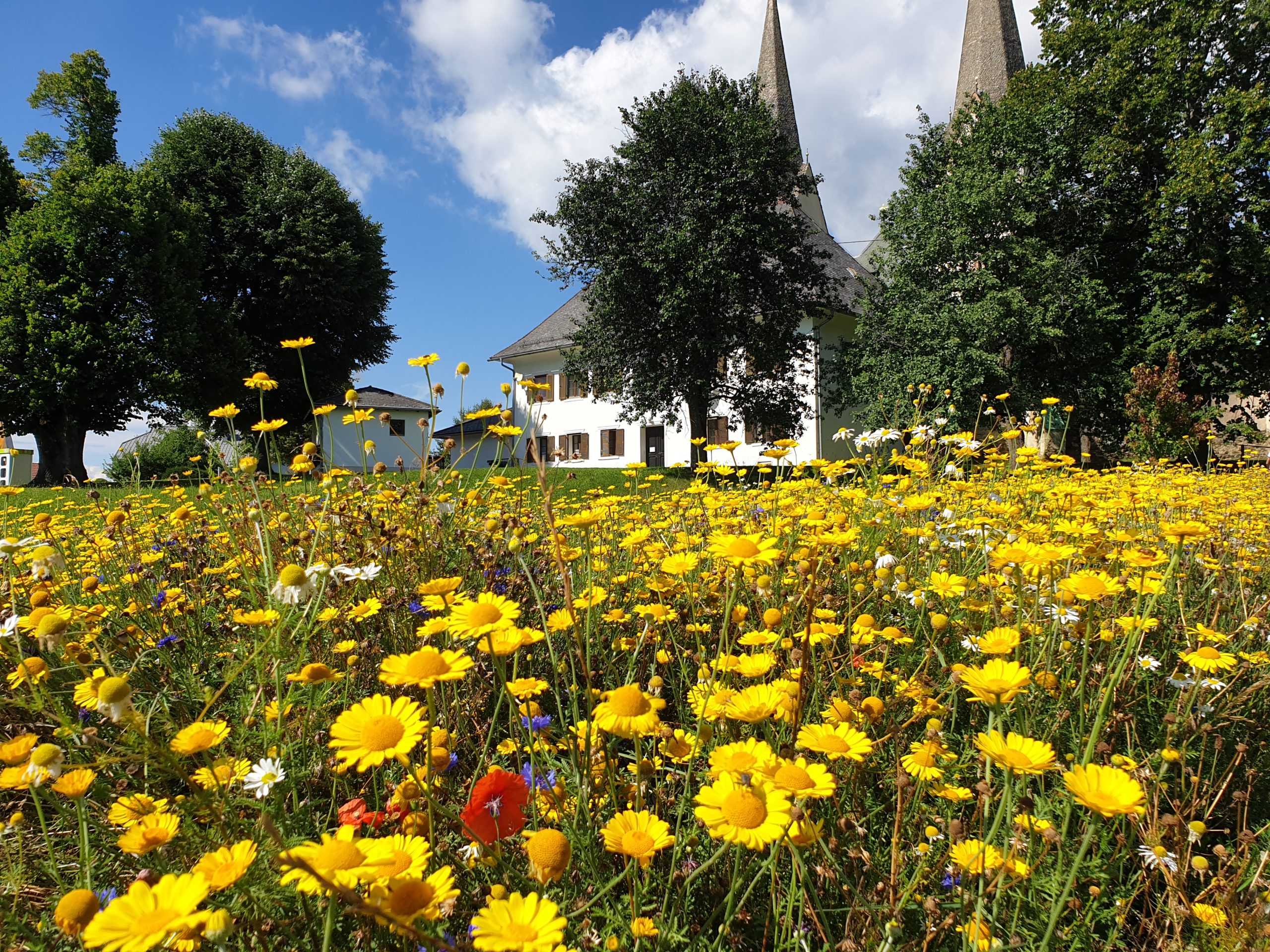 Bienenweide