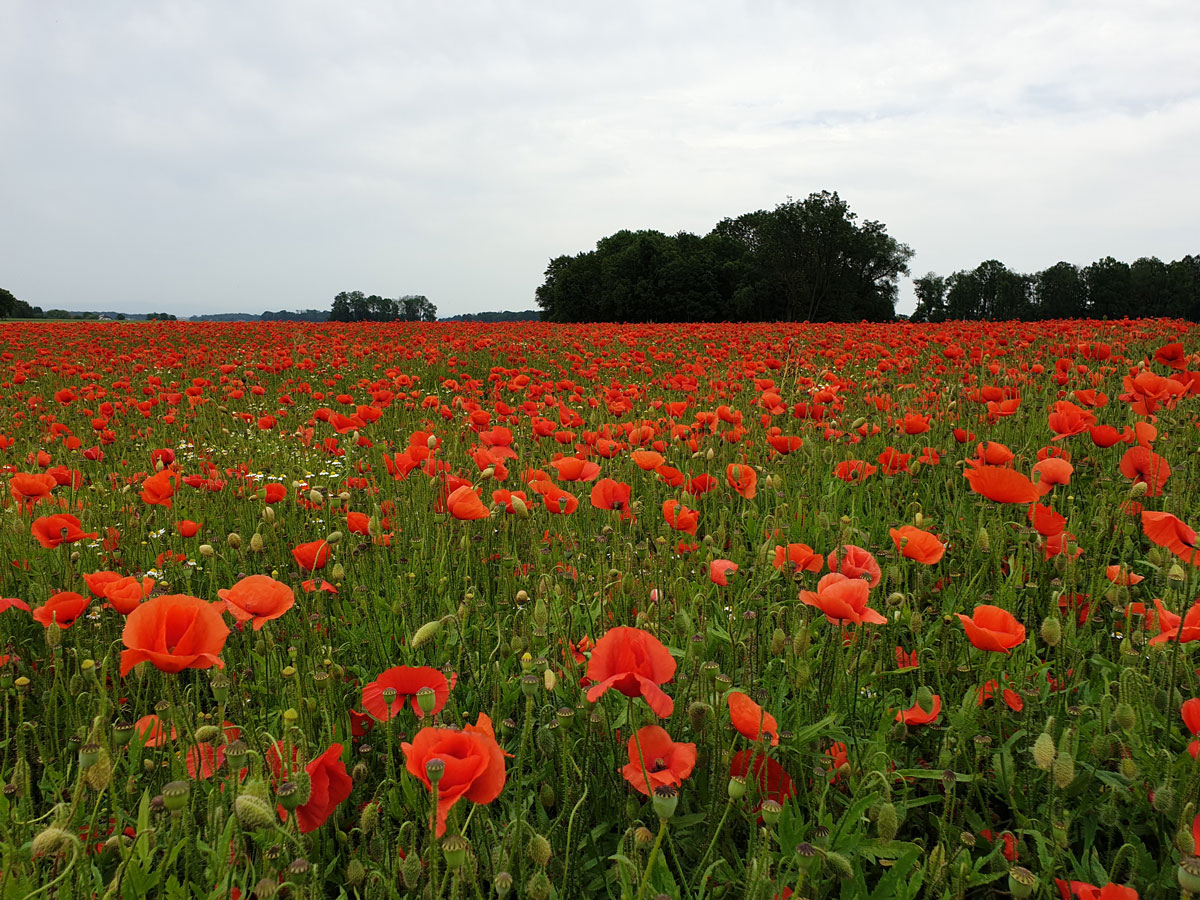 webVermehrungsfläche-von-Klatschmohn